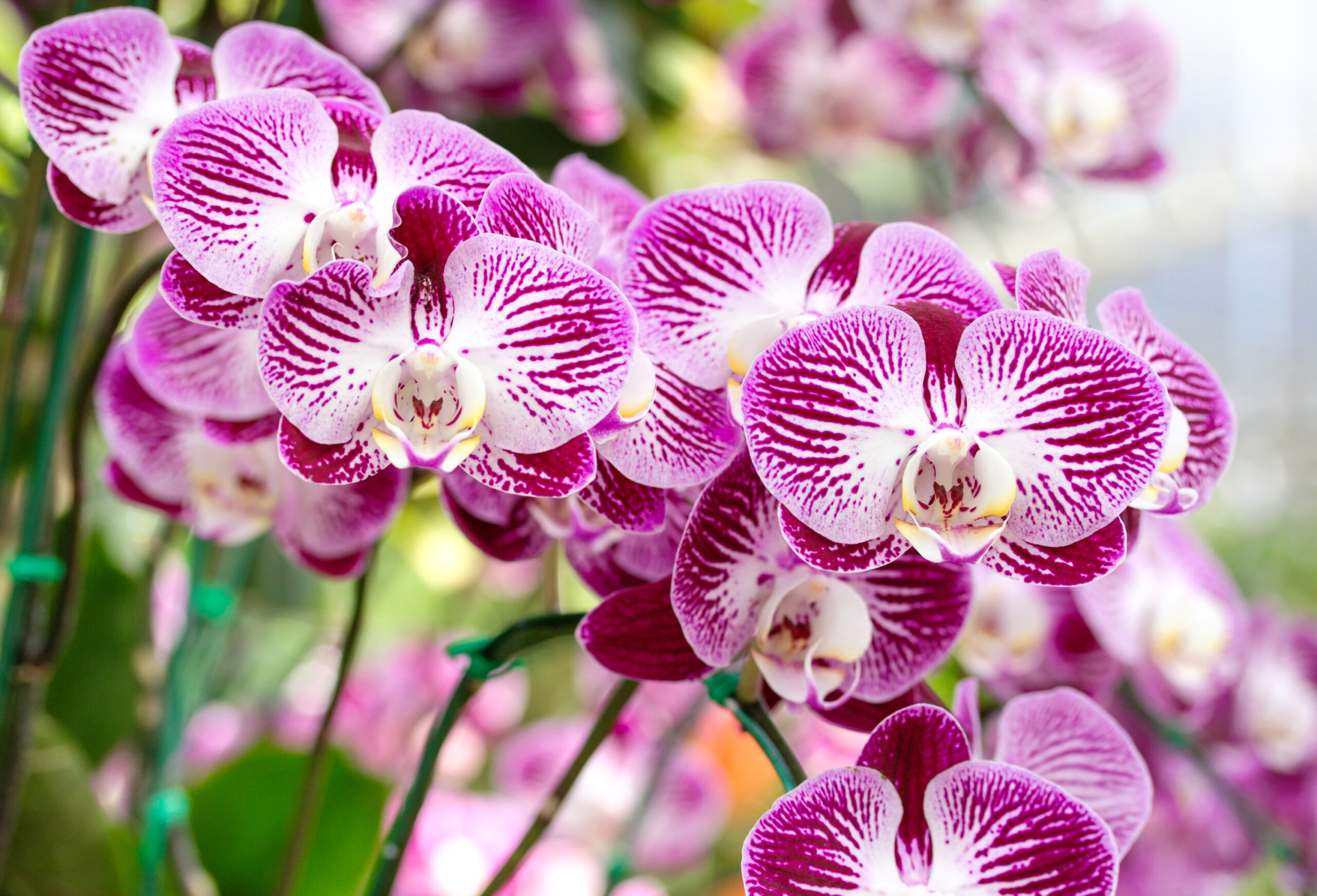 Sustrato para Orquídeas